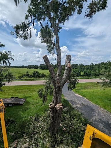Tree Trimming for Regal Tree Service and Stump Grinding in Wauchula, FL