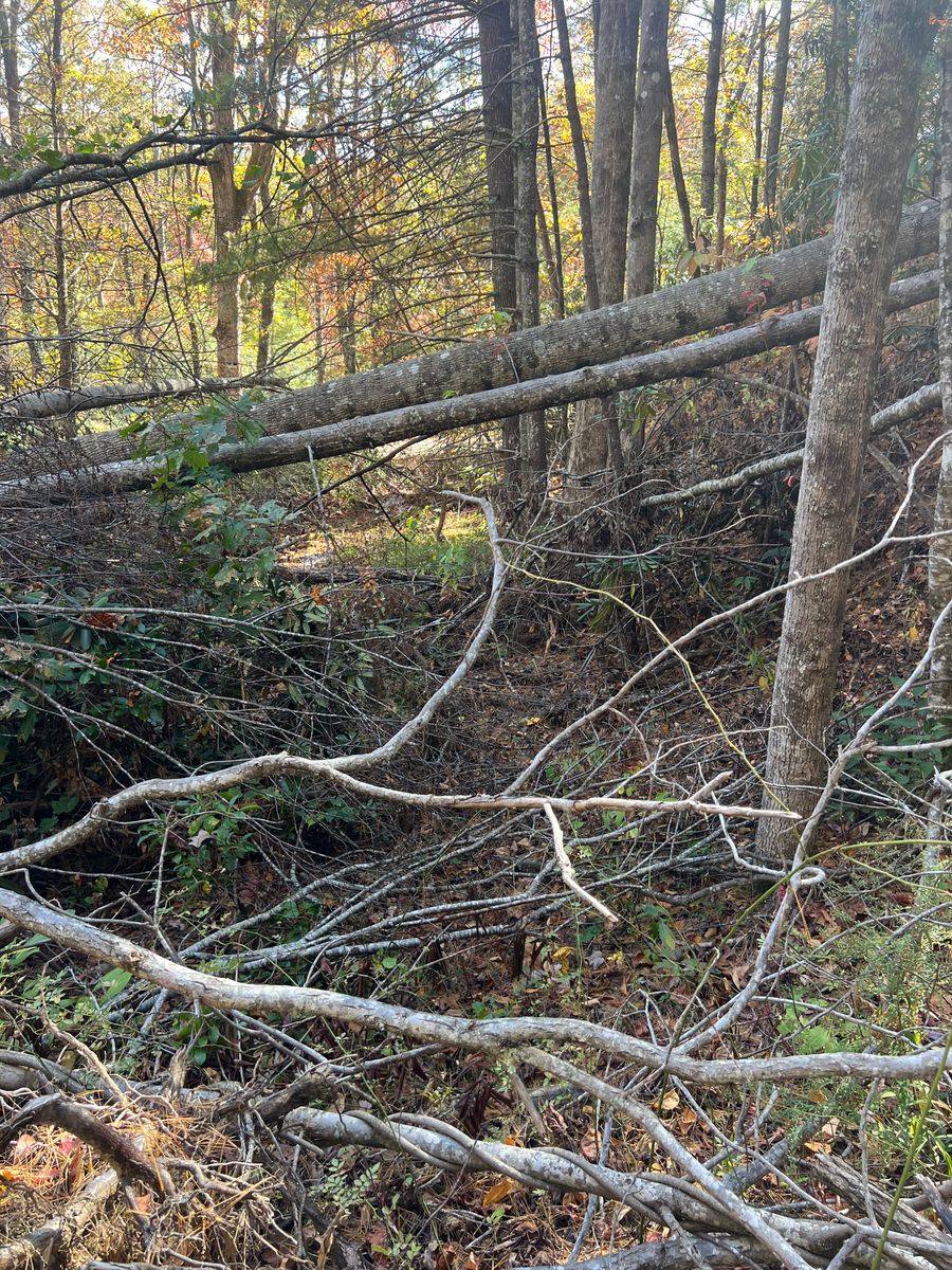 Tree Removal for Ground To Sky Tree Care in Asheville, North Carolina
