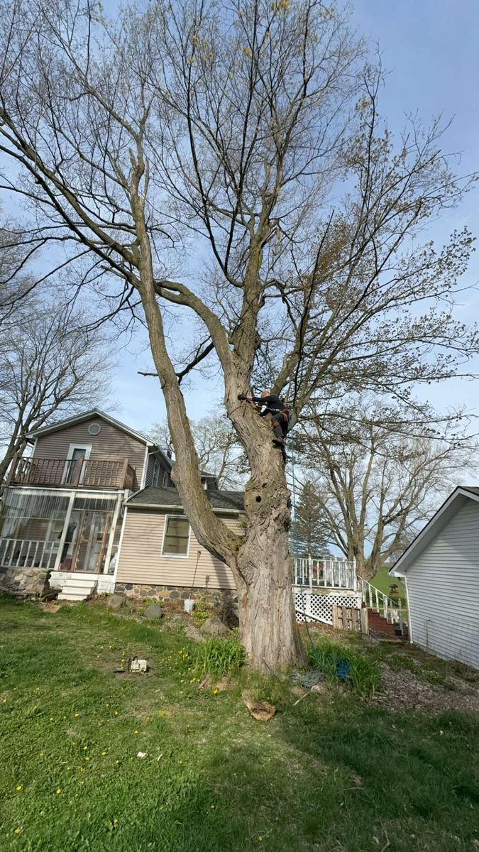 Tree Trimming for Branching Out Tree Service in Hastings, MI