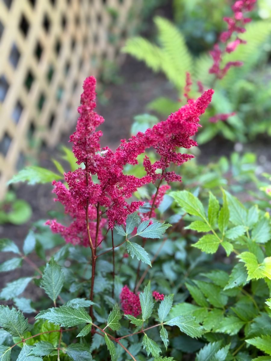 Planting & Garden Design for Ardisi Property Maintenance LLC in Poughkeepsie, NY 