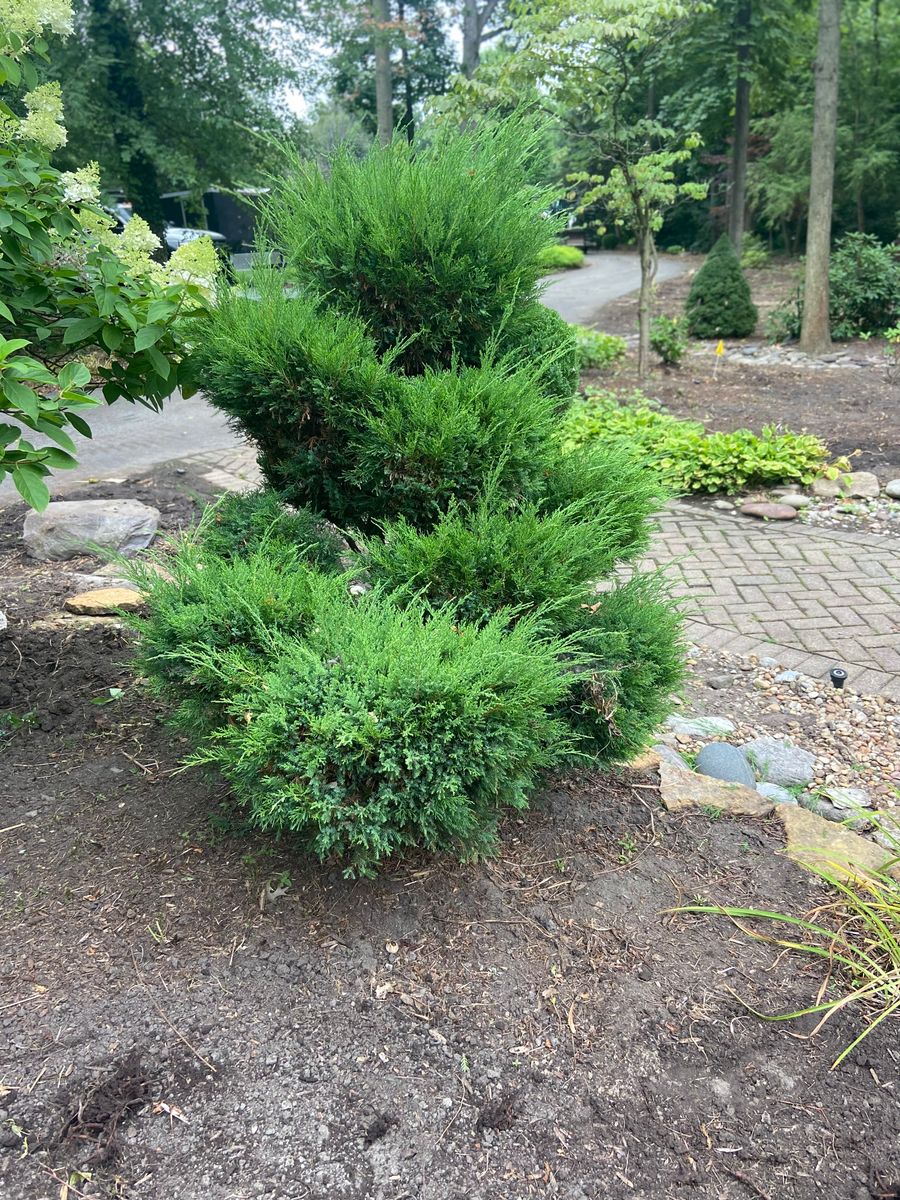 Shrub Pruning for Reliable Landscape in Monclova, OH