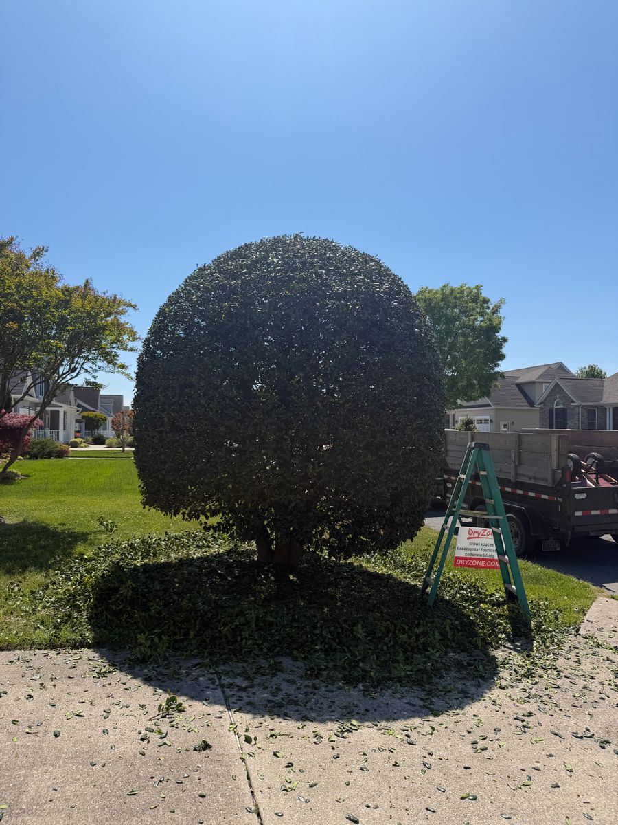 Trimming for Lawn pro services in Georgetown, DE