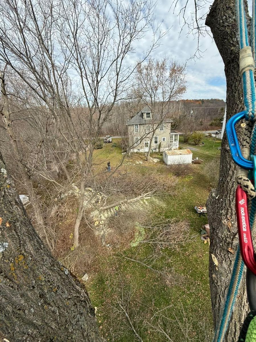 Tree Trimming for Sterlings Tree Removal in Cobleskill, New York
