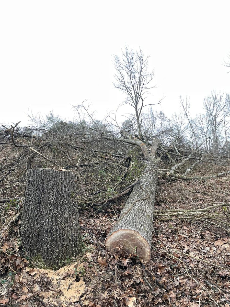 Tree Removal for KTN Excavation in Clinton, TN