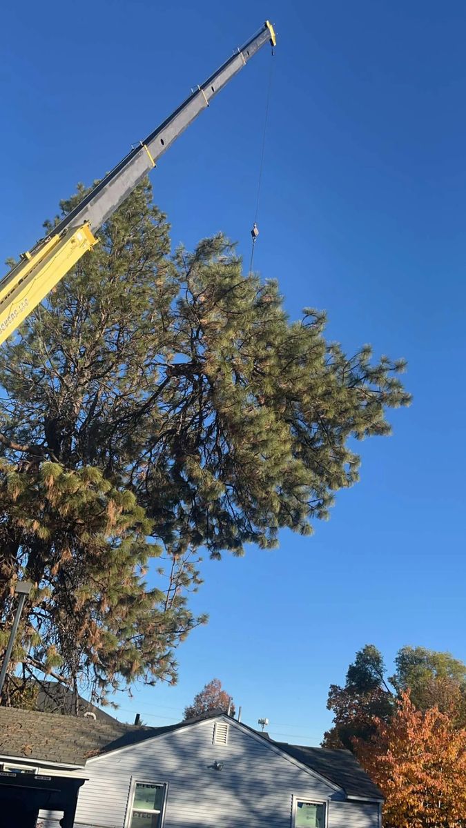 Crane-Assisted Tree Removal for AP Tree Service in Colbert, WA