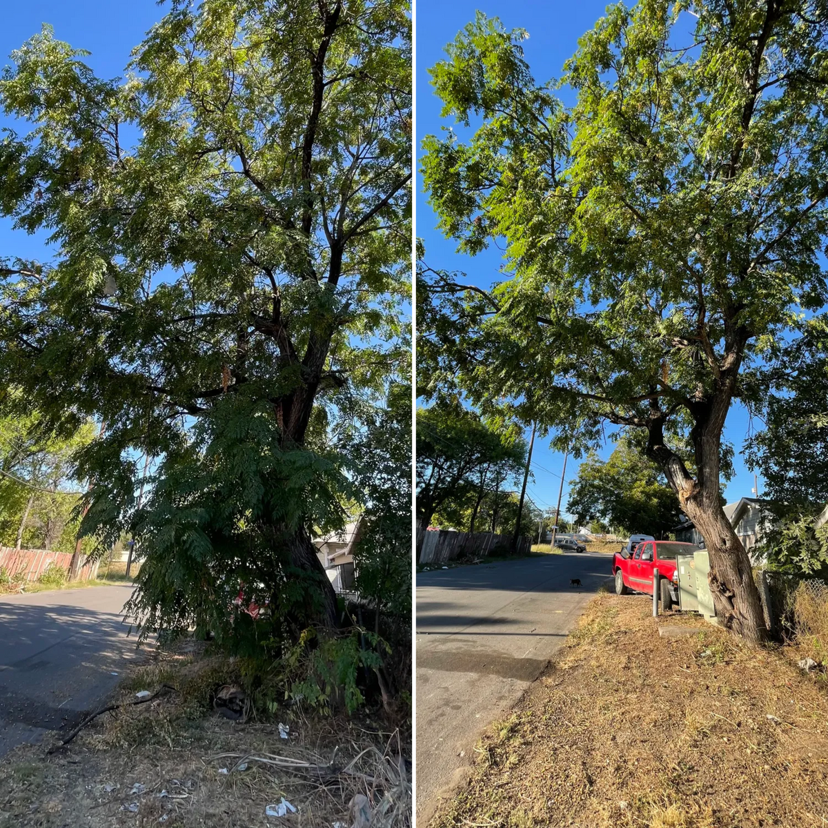 Seasoned firewood for Neighborhood Lawn Care and Tree Service  in San Antonio, TX