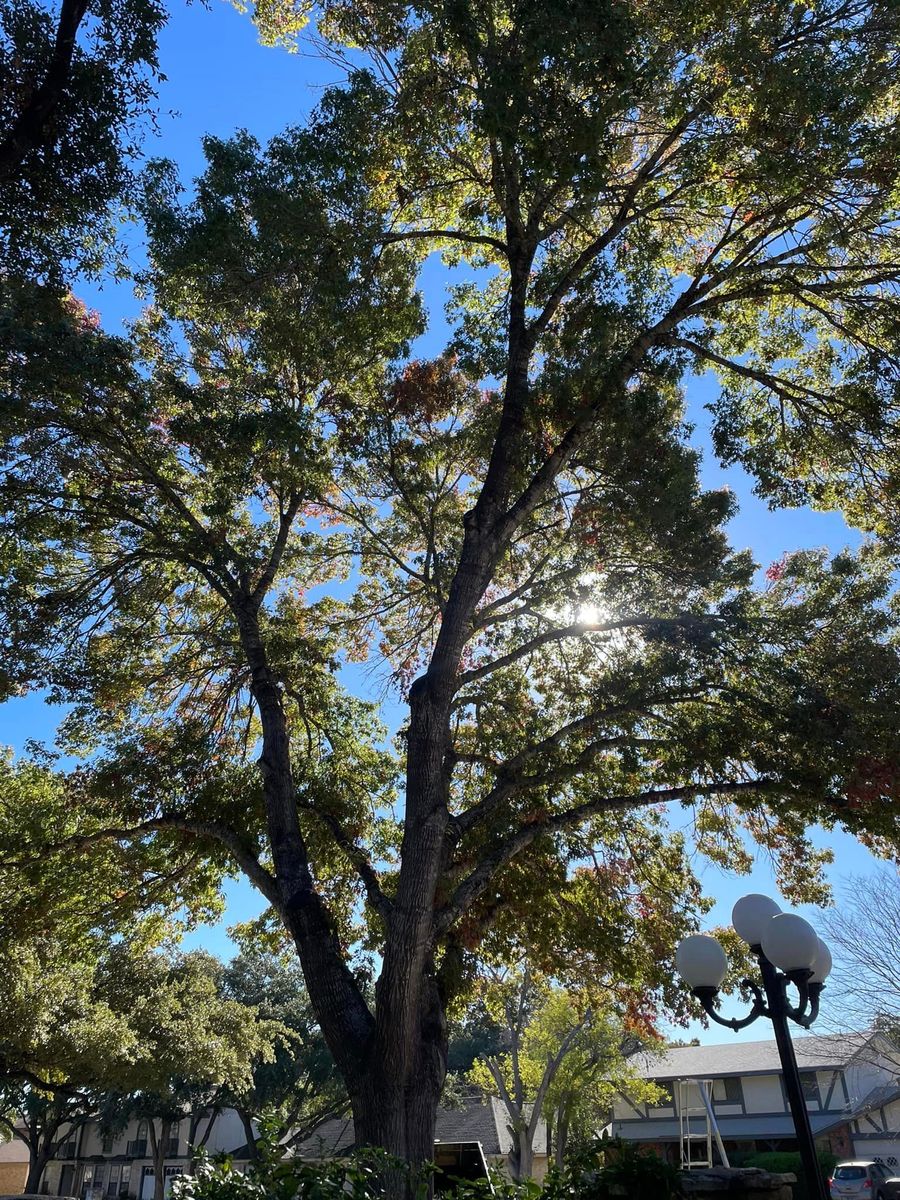 Tree Trimming for Z’s Trees LLC in Grey Forest, TX