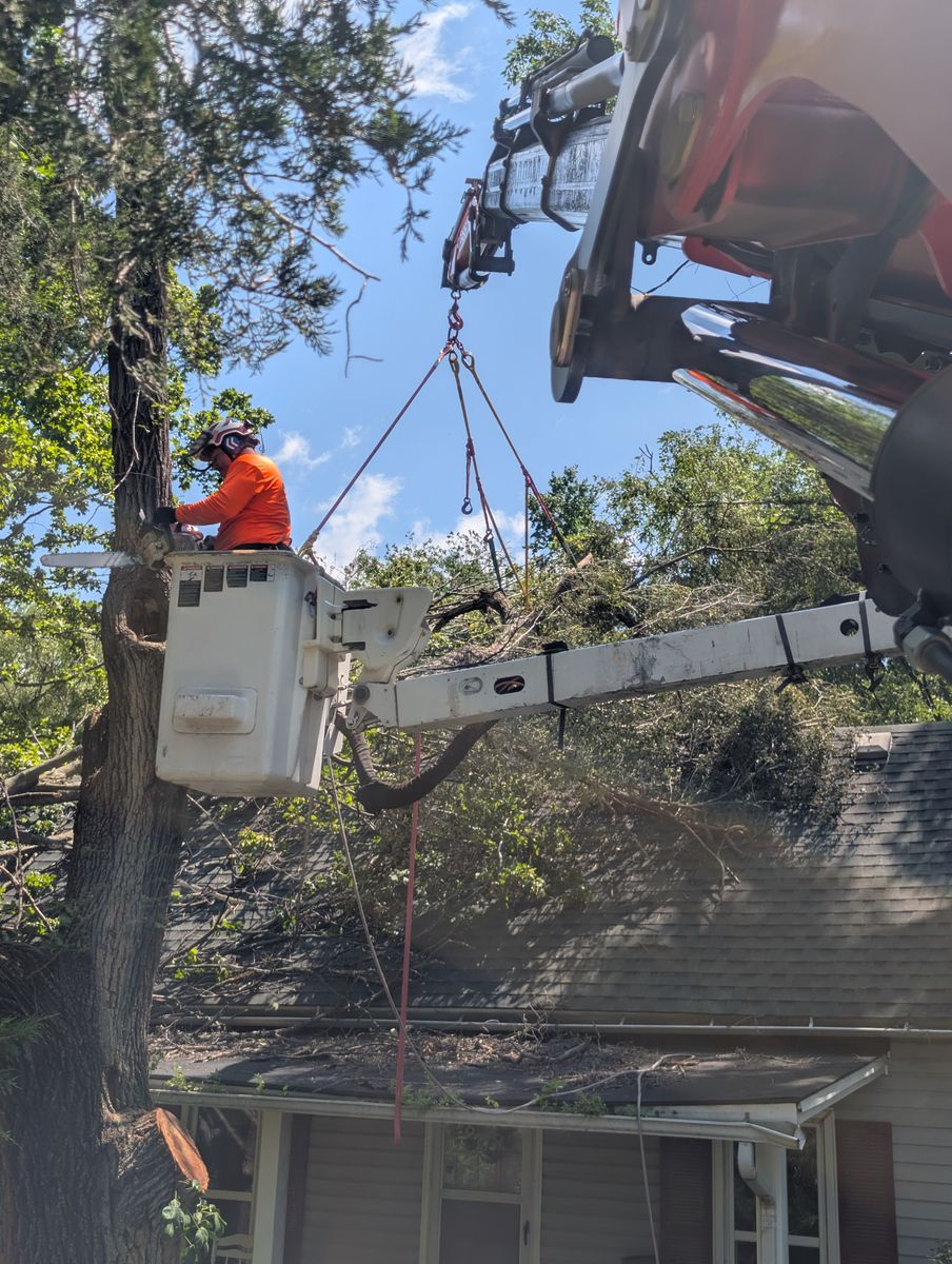 Tree Trimming for Mitchell Tree Company in Lathrop, MO