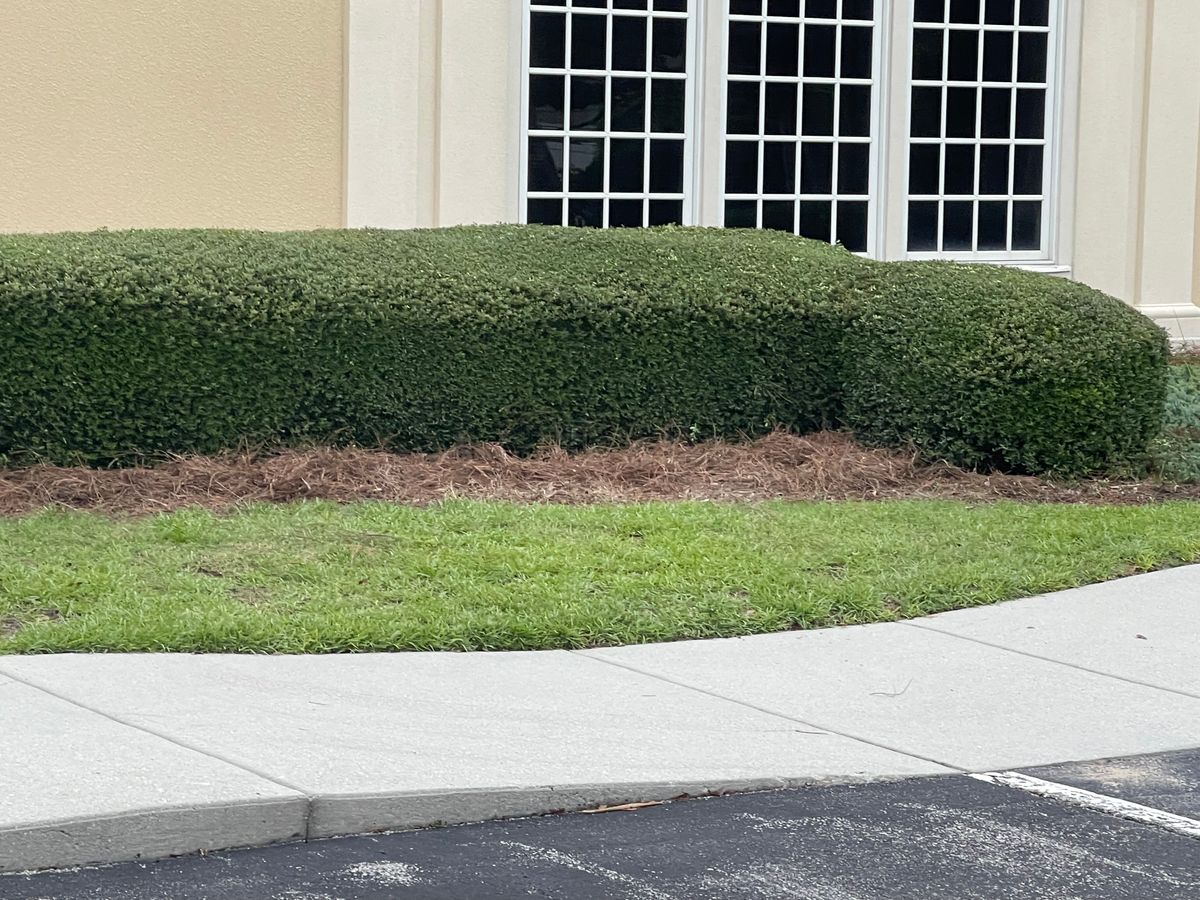Hedge Trimming for A&A Property Maintenance in Jacksonville, NC