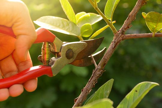 Tree Prunning for Anstaetts Tree Service in Batavia, OH