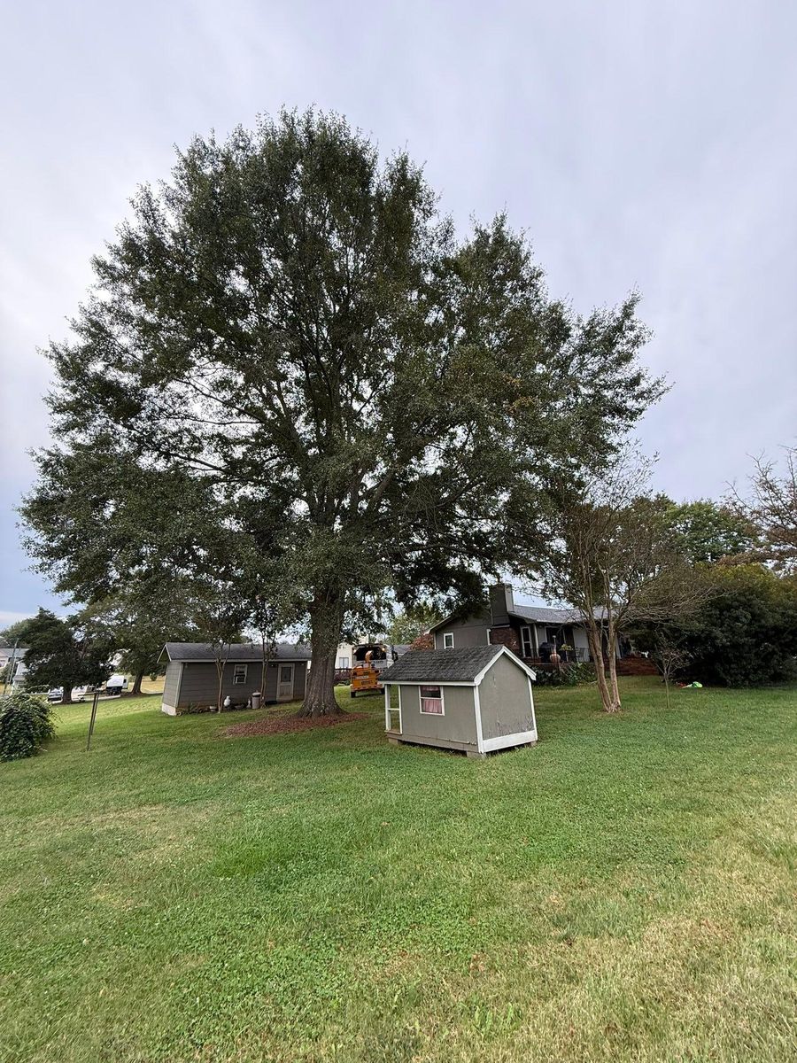 Fall Clean Up for Brooks Tree Service, LLC in Casar, NC