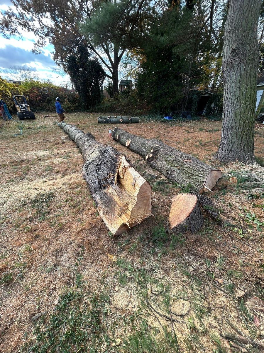 Tree Removal for Hingewood Tree Service in Salem, NJ