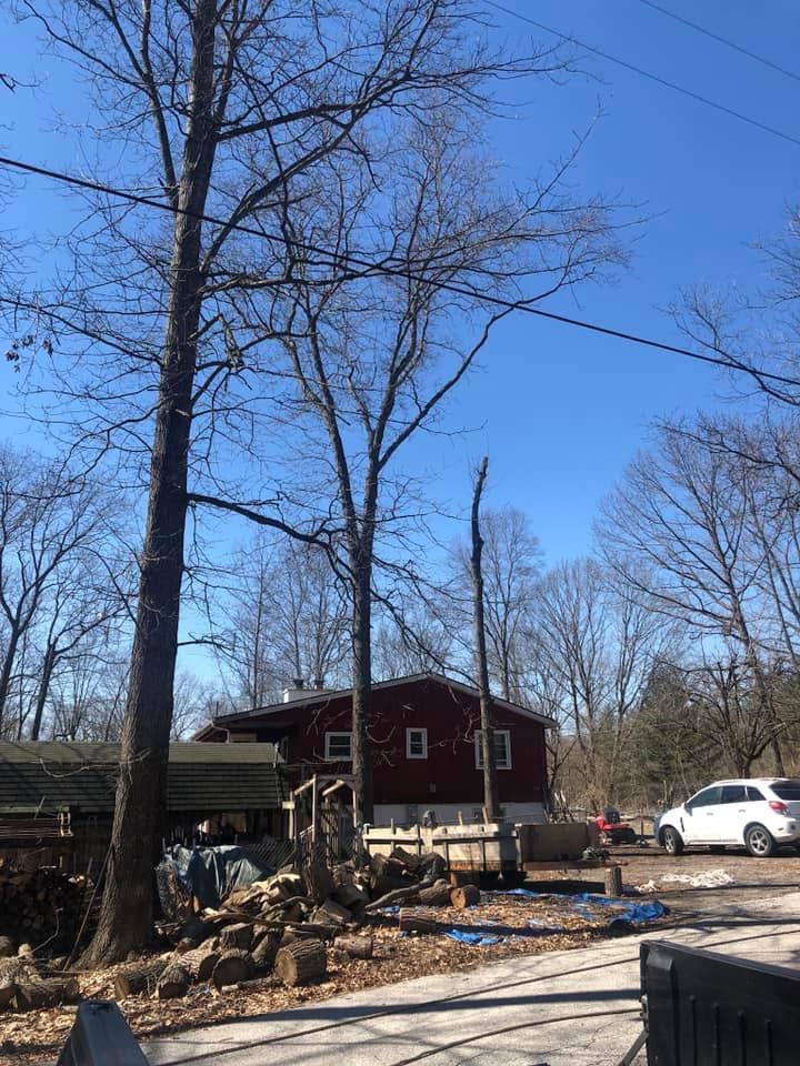 Tree Removal for Merriman's Tree Service in Nineveh,  IN