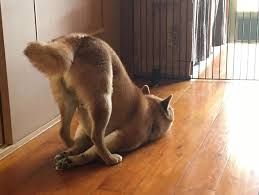 Fleas and Ticks for Predator Pest Control in El Paso, TX