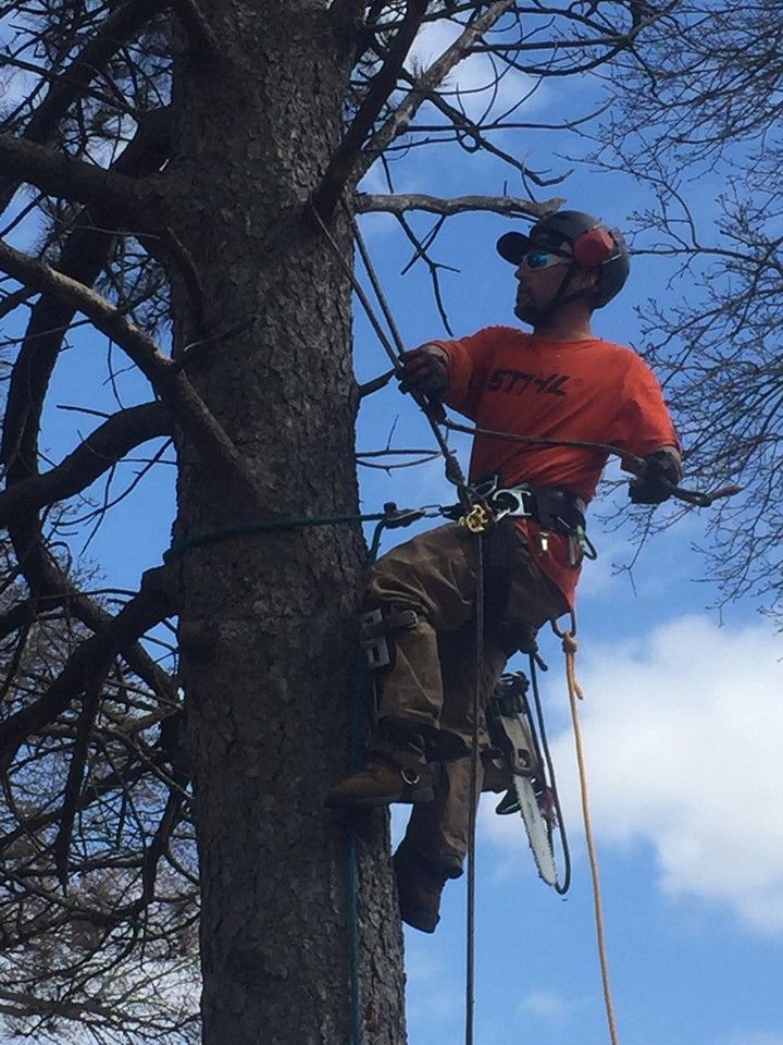 Tree Pruning for Buffalo Family Tree Care in Buffalo, MN
