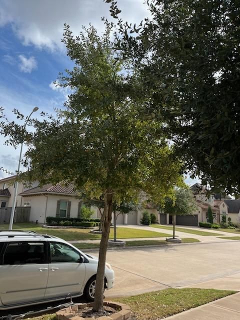 Fall Clean Up for Servin's Tree Care  in Houston, TX