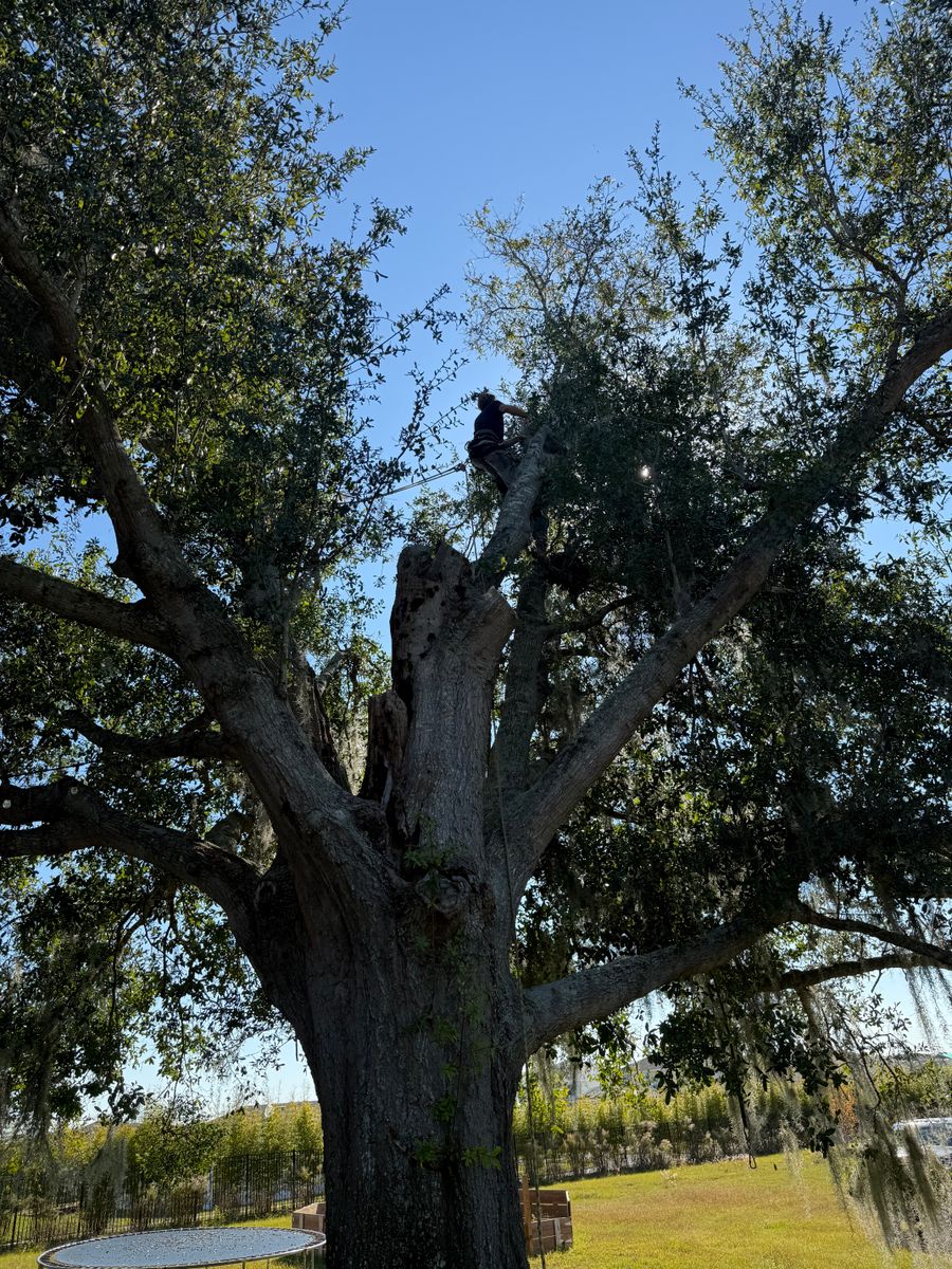 Tree Pruning for Amerigrown Tree And Lawn in Apopka, FL