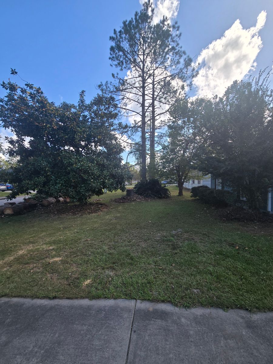 Tree Trimming for Southern Shade Property Service in Ray City, GA