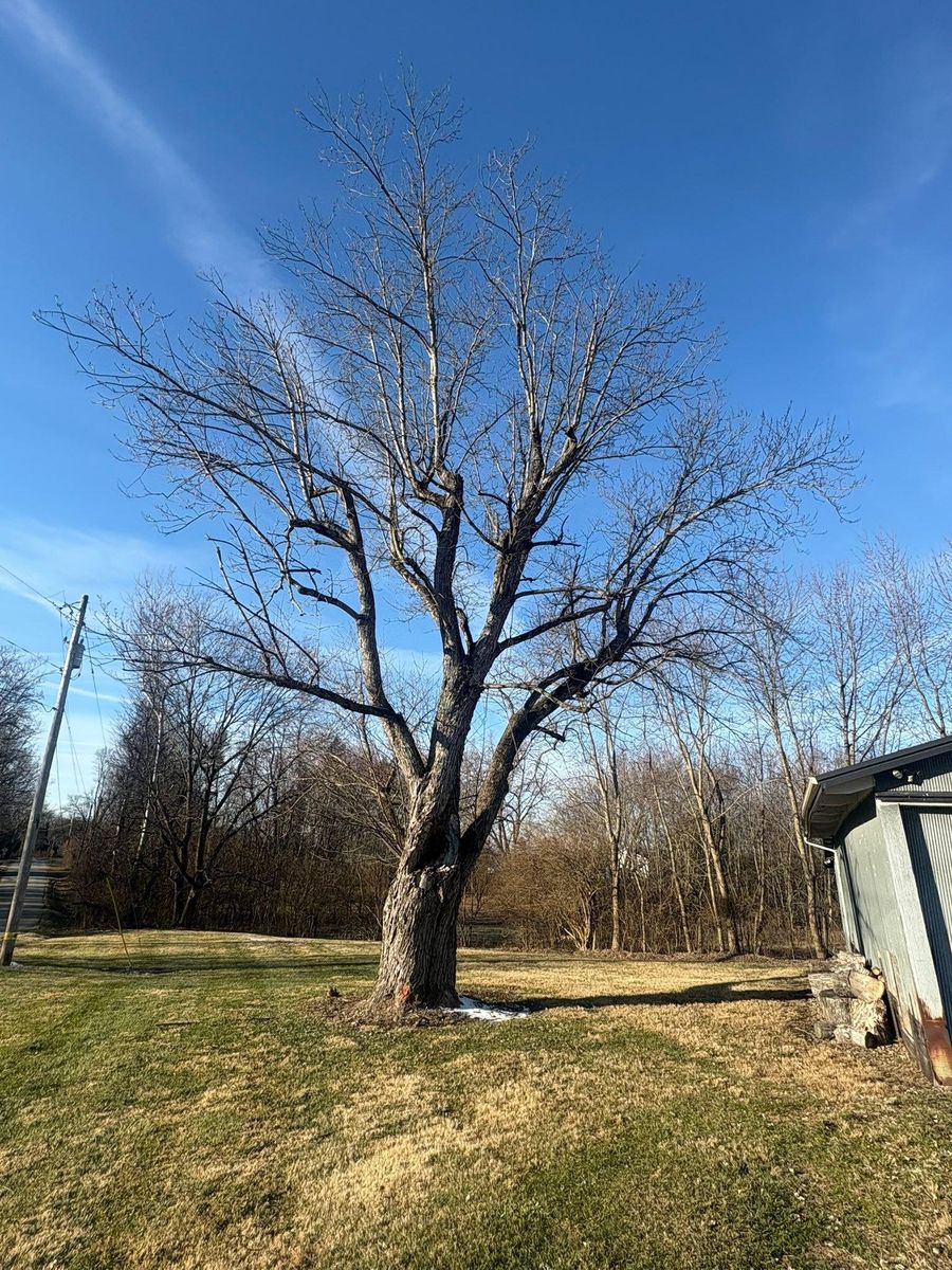 Tree Removal for Dig-It Tree Company in Mason, OH