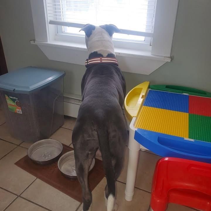 Napping for Good Boys LLC in Irondequoit, NY