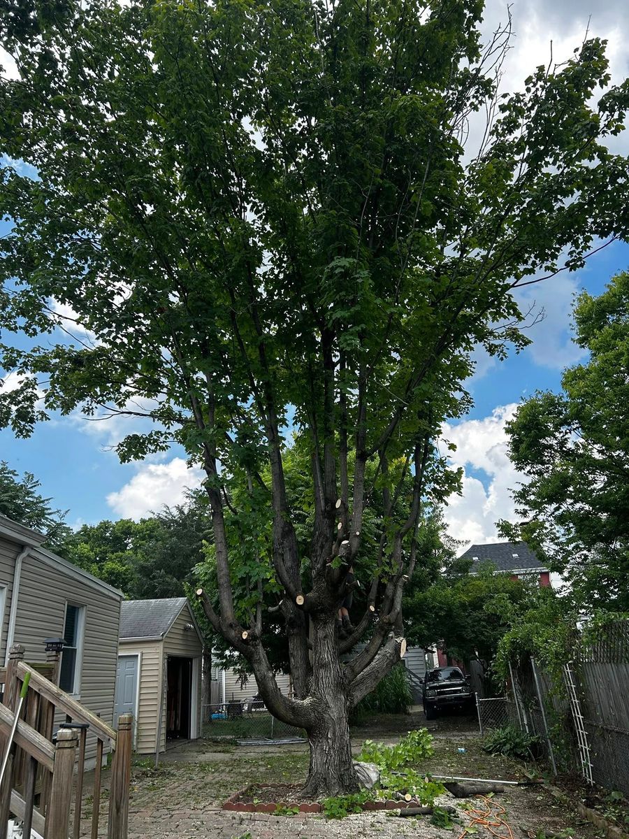 Tree Removal for Terra Steel Creations in Independence, KY