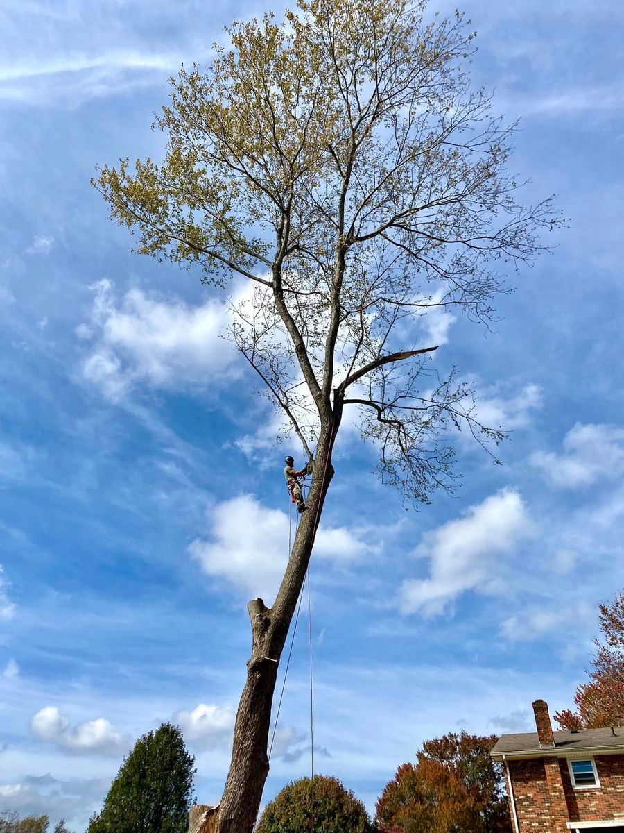 Tree Trimming for Houtz Tree Service in Lexington, KY