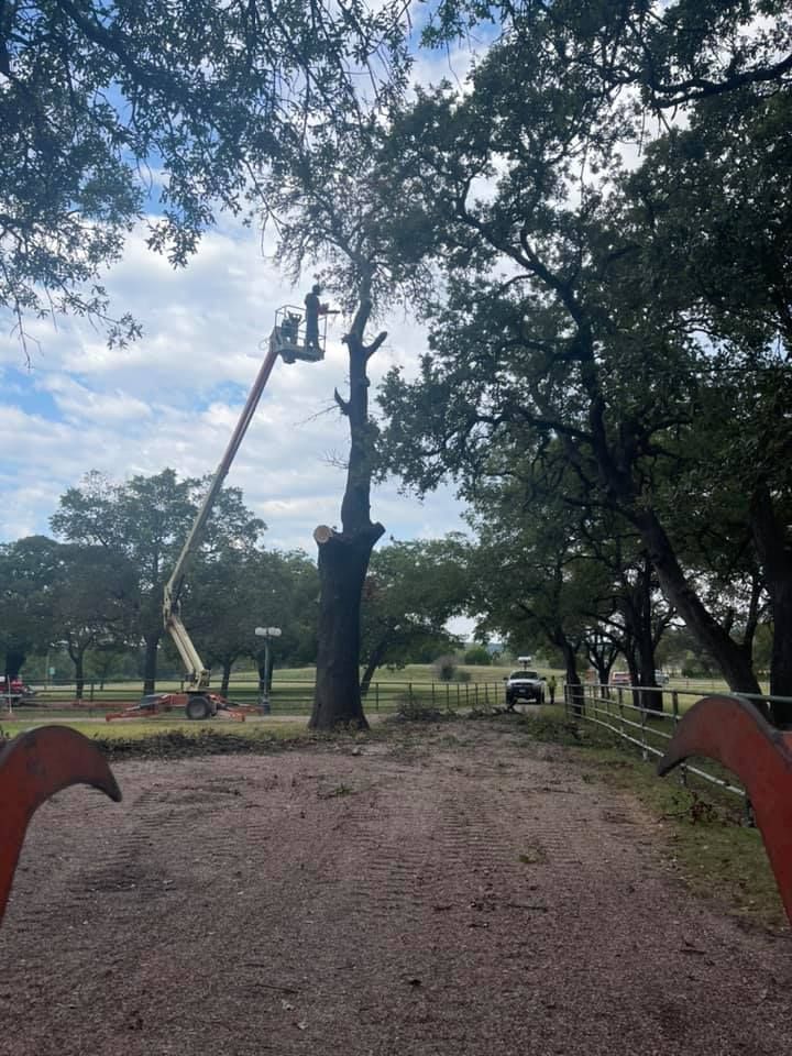 Tree Removal for Superior Lawn and Tree LLC in Clifton, TX