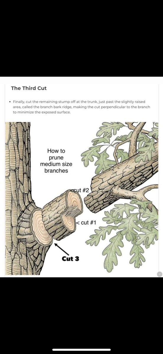 Palm Pruning for Damian’s Tree Care in Sarasota, FL