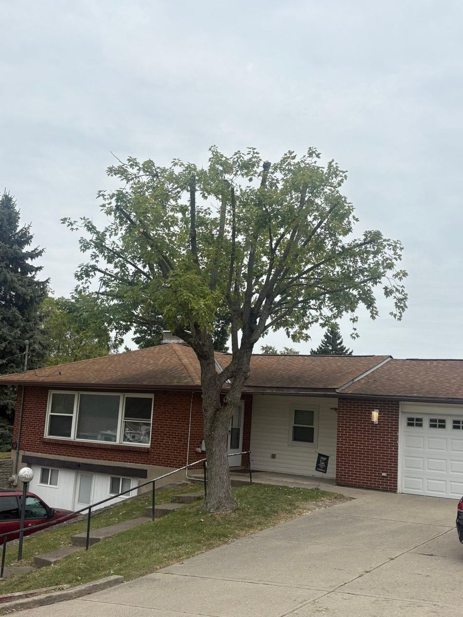 Tree Trimming for Dig-It Tree Company in Mason, OH