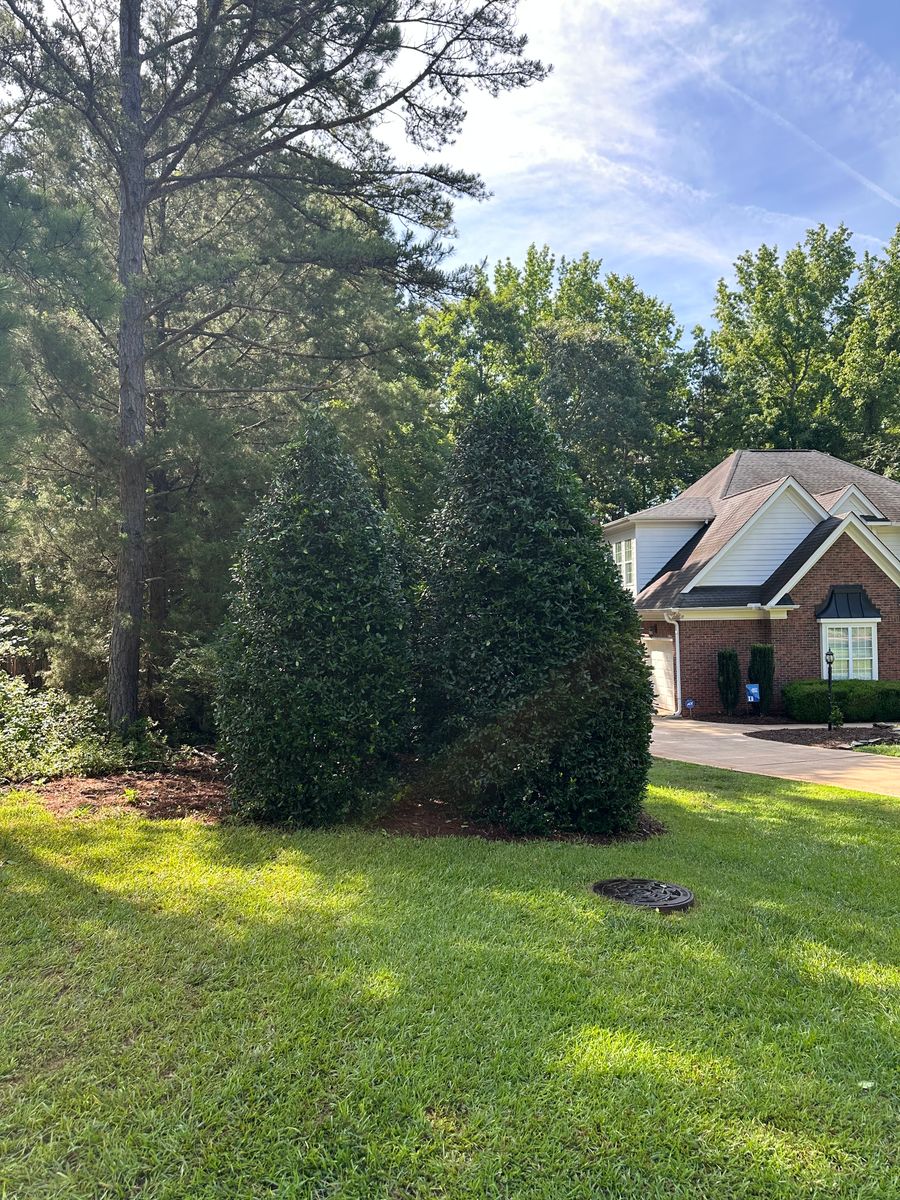 Shrub Trimming for Pecina Pine Needles in Monroe, NC