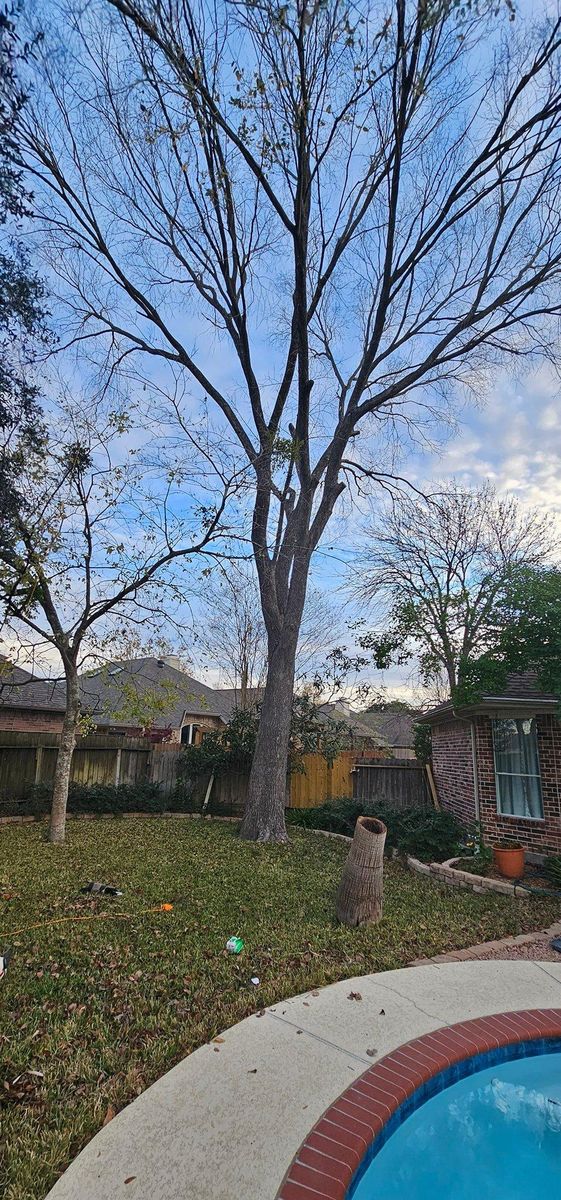 Tree Trimming for Servin's Tree Care  in Houston, TX
