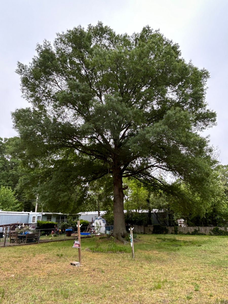 Tree Trimming for Hingewood Tree Service in Salem, NJ