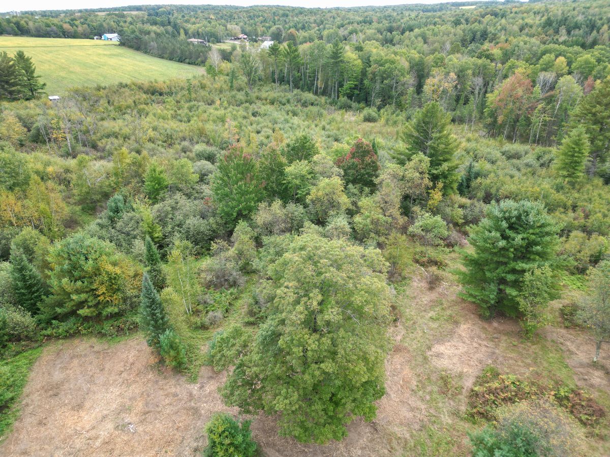 Land Clearing for Brush Busters in Wausau, WI