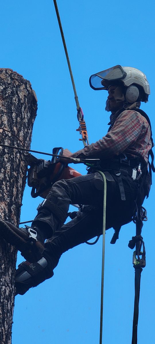 Emergency Tree Services for StockPro Tree Specialists in Show Low, AZ