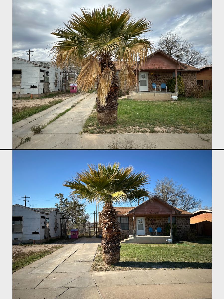 Tree Trimming for Compas Cleanup in McCamey, TX