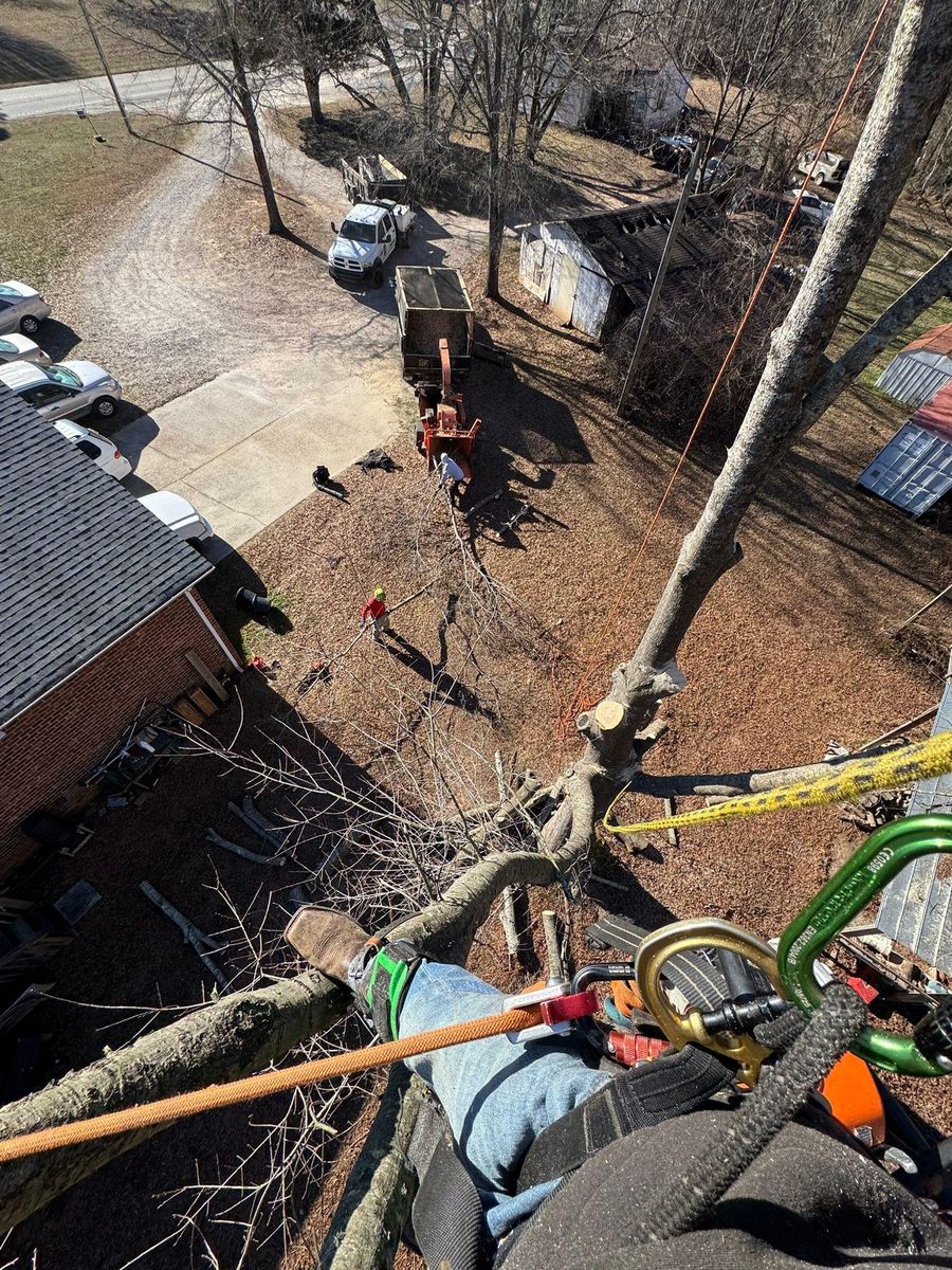 Tree Removal for Pedro's Tree Removal in Charlotte, NC