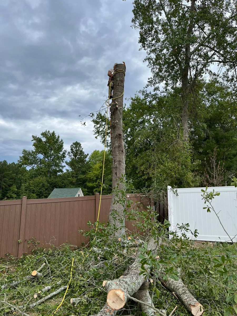 Tree Removal for DW’s Tree Service in Winston-Salem, NC
