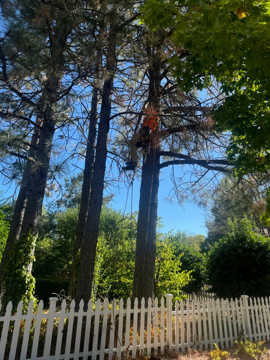 Fruit Tree Pruning for The Tree Fairy in Temecula, CA