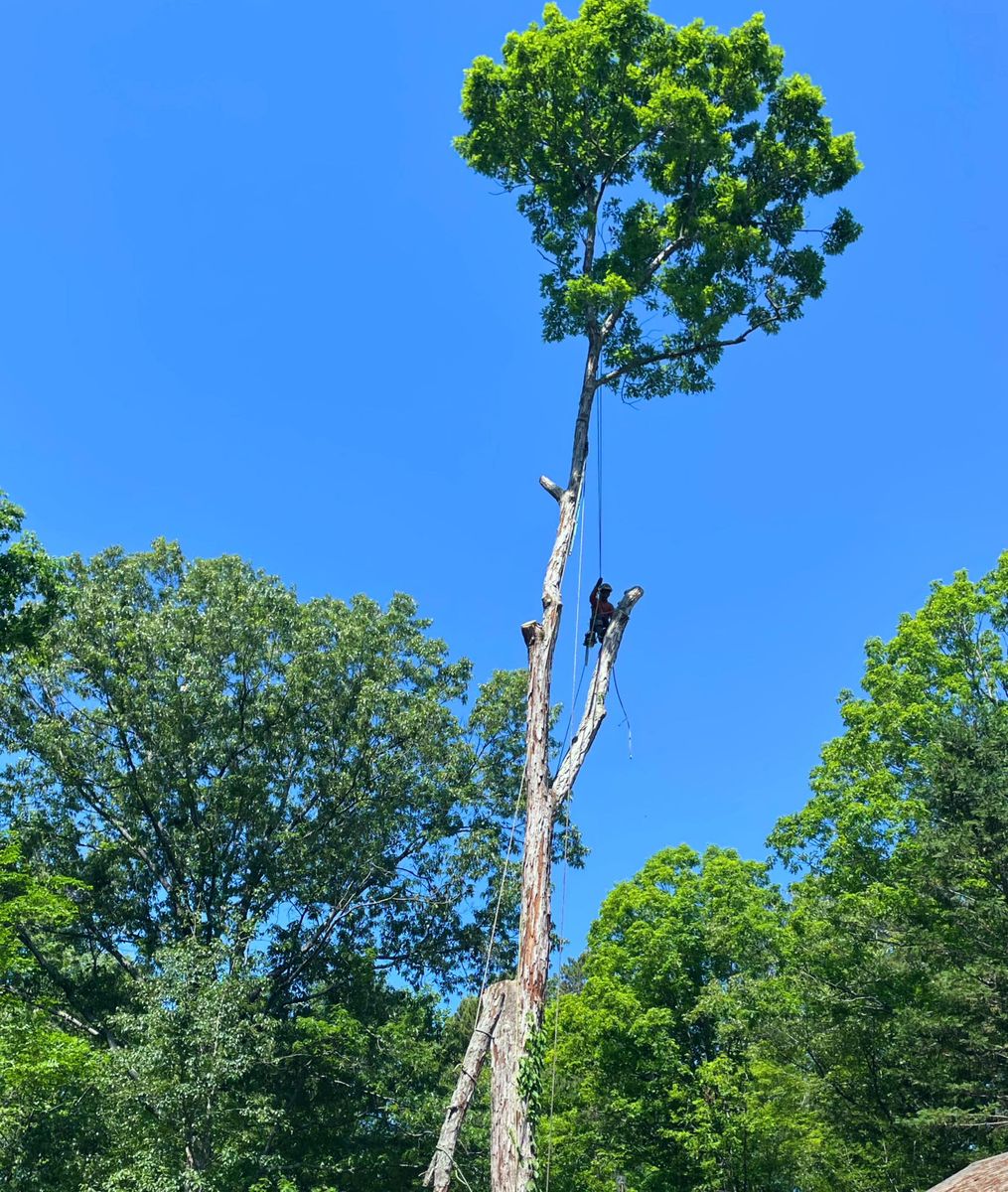 Tree Removal for Ace Tree Service  in Fuquay-Varina, NC