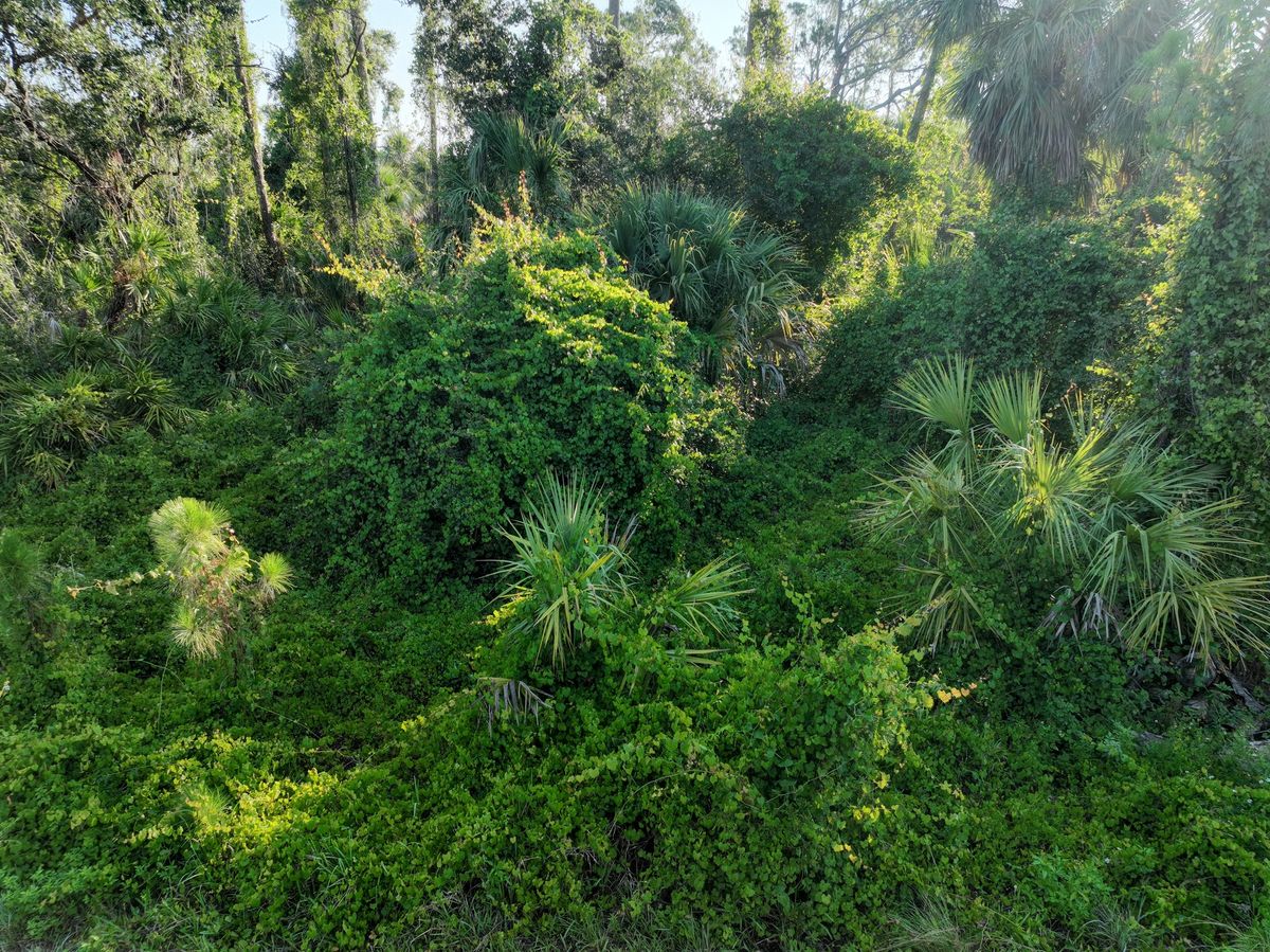 Tree Trimming & Removal for SWF Land Clearing Solutions in Fort Myers, FL