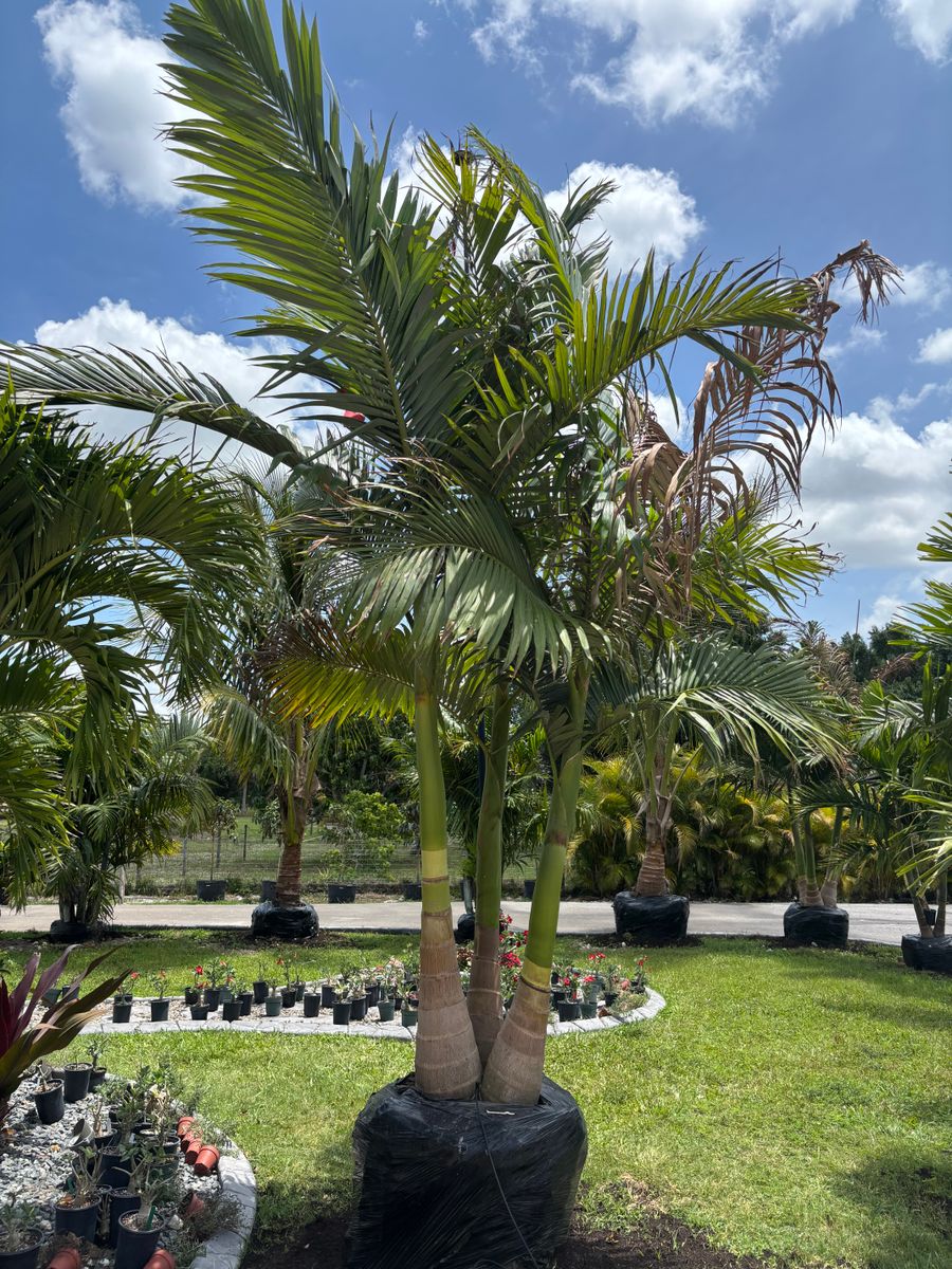 Plant Installation for Lawn Caring Guys in Cape Coral, FL