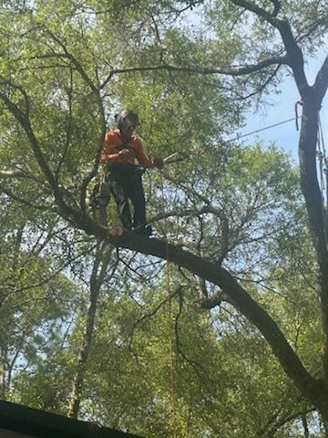 Tree Trimming for Narrow Path Tree Service in Deland, FL