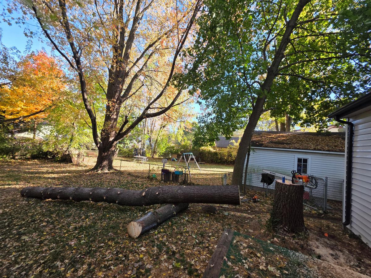 Tree Removal for D Hale Tree Service in Ann Arbor, MI
