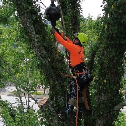 Tree Removal for Lopez Landscaping and Tree Service  in Waynesville, NC