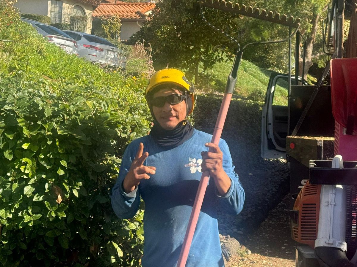 Tree Services for The Tree Fairy in Julian, CA