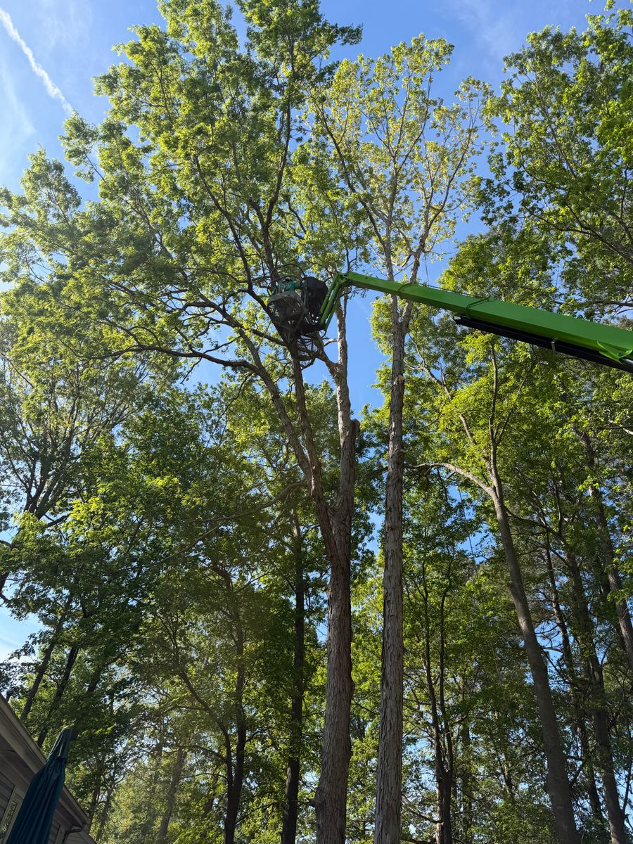Tree Trimming for James River Tree Service in Suffolk, VA