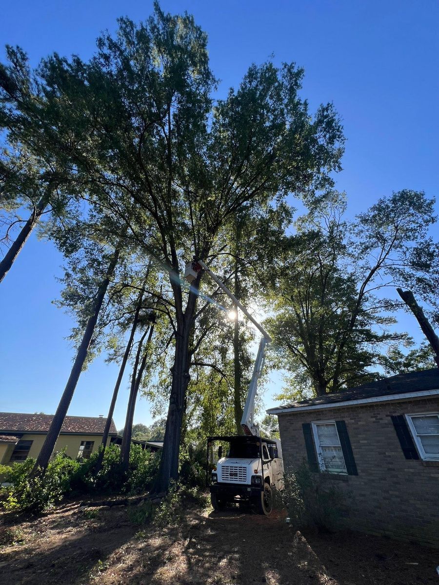 Fall Clean Up for Brooks Tree Service, LLC in Casar, NC