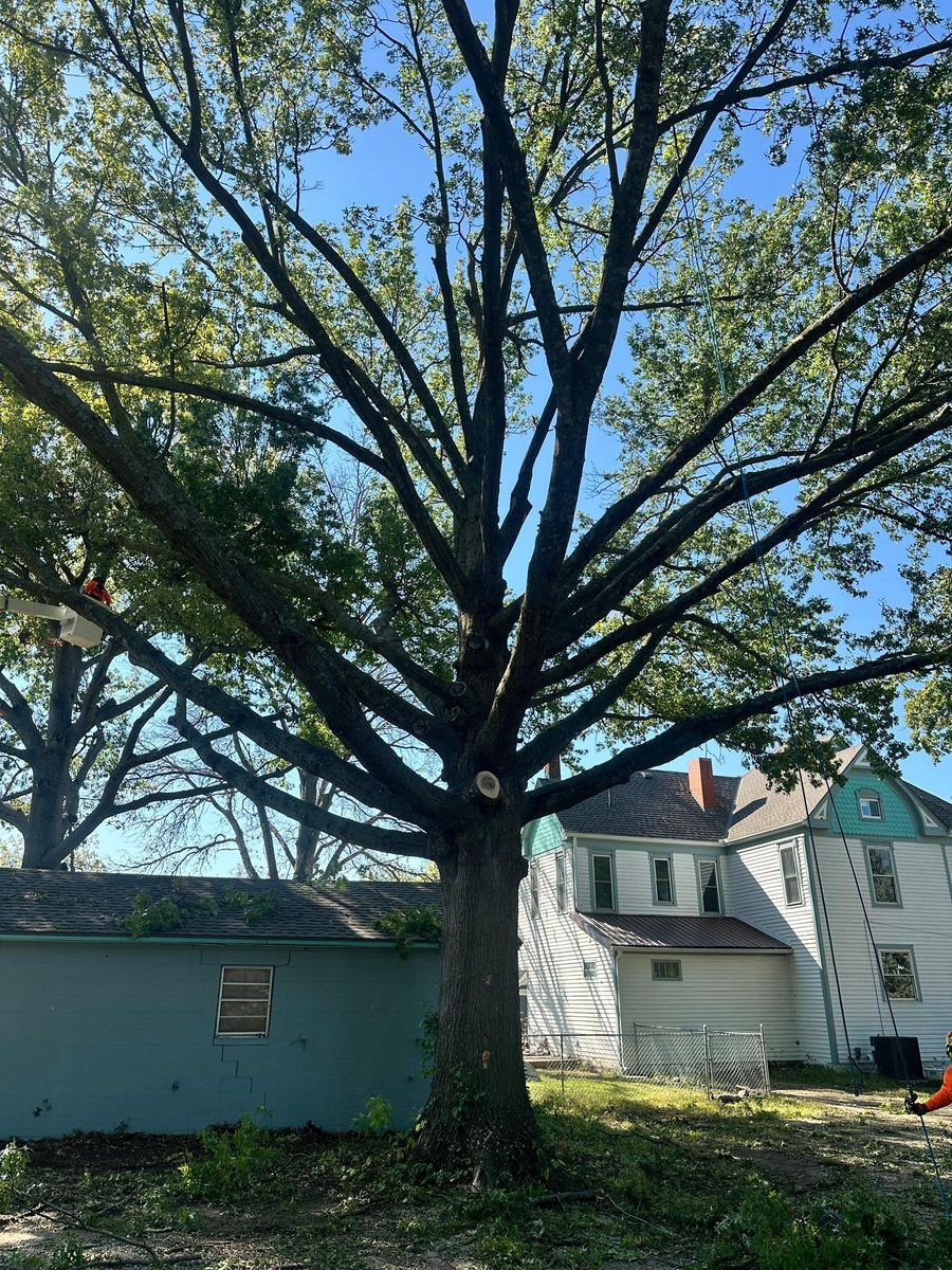 Tree Trimming for Cross Family Tree Service in Kearney, MO