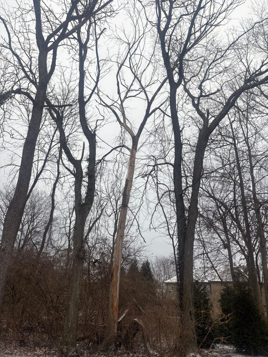 Tree Removal for Dig-It Tree Company in Mason, OH