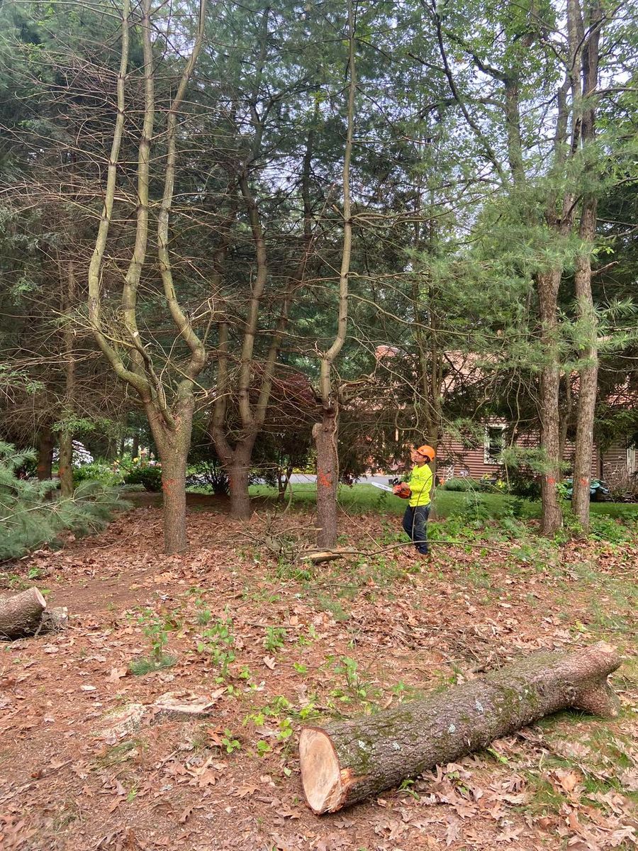 Fall Clean Up for Dextre Tree Service in West Hartford, CT